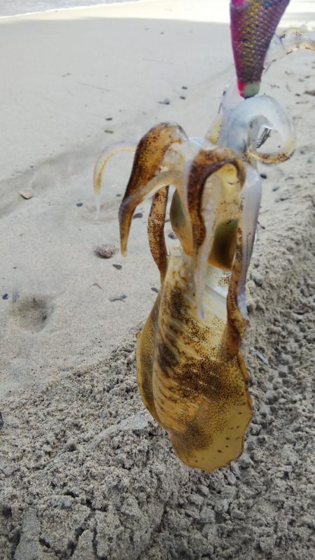 午後からエギング